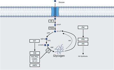 Revisiting Glycogen in Cancer: A Conspicuous and Targetable Enabler of Malignant Transformation